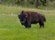 Using cultural monitoring to understand bison in Banff National Park